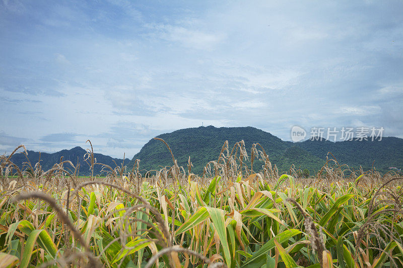 泰国Khao Kho区的山脉和玉米田